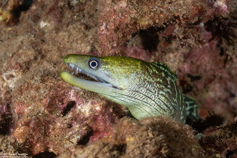 Gymnothorax undulatus (Undulated Moray)