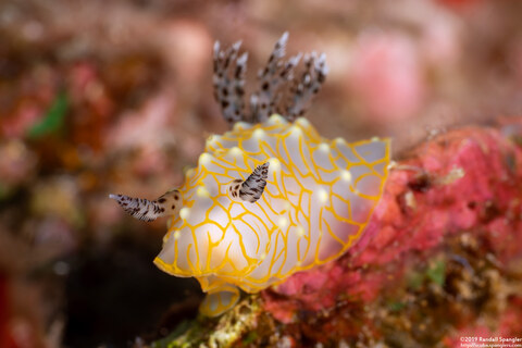 Halgerda terramtuentis (Gold Lace Nudibranch)
