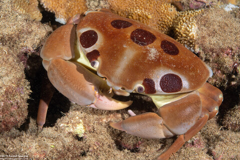 Carpilius maculatus (Seven-Eleven Crab)