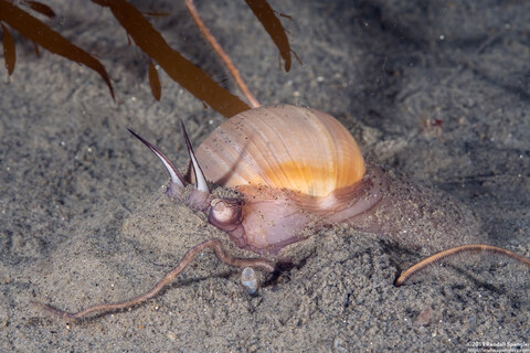 Neverita lewisii (Lewis's Moon Snail)