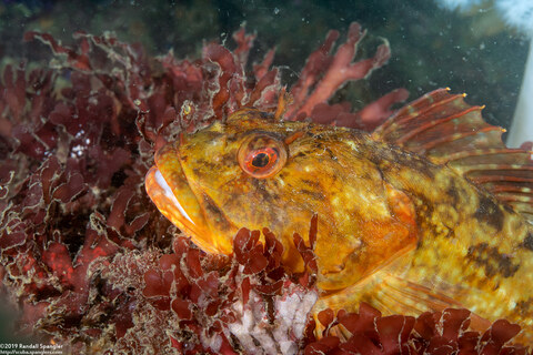 Scorpaenichthys marmoratus (Cabezon)