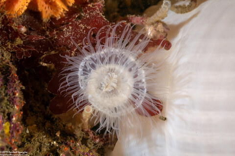 Metridium farcimen (White-Plumed Anemone); Small bud next to a larger anemone