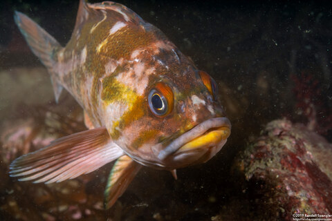 Sebastes caurinus (Copper Rockfish)