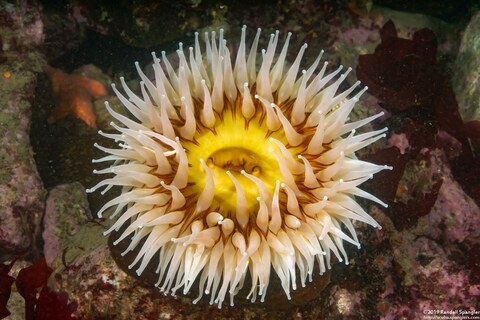 Urticina piscivora (Fish-Eating Urticina)