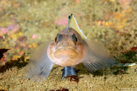Rhinogobiops nicholsii (Blackeye Goby)