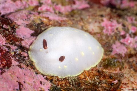 Cadlina flavomaculata (Yellow-Spot Cadlina)
