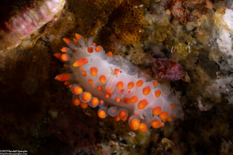 Limacia mcdonaldi (McDonald's Dorid)