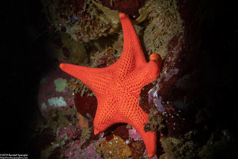 Mediaster aequalis (Red Sea Star)