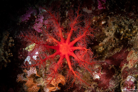 Psolus chitonoides (Slipper Sea Cucumber)