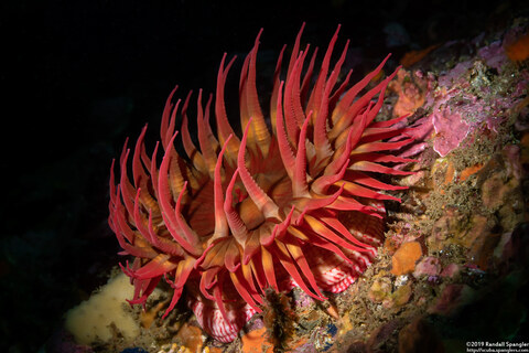 Urticina eques (White-Spotted Rose Anemone)