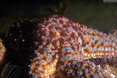 Pisaster giganteus (Giant Spined Star)