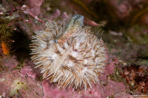 Lytechinus pictus (White Sea Urchin)
