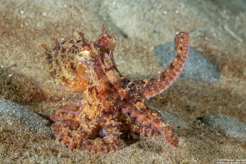 Octopus rubescens (Red Octopus)