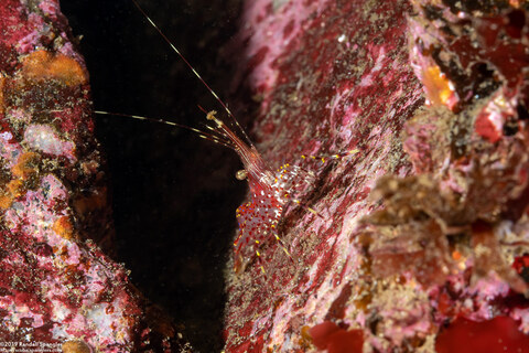 Pandalus danae (Dock Shrimp)