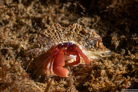 Pagurus retrorsimanus (Pagurus Retrorsimanus)