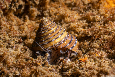 Calliostoma tricolor (Three-Colored Top Shell)