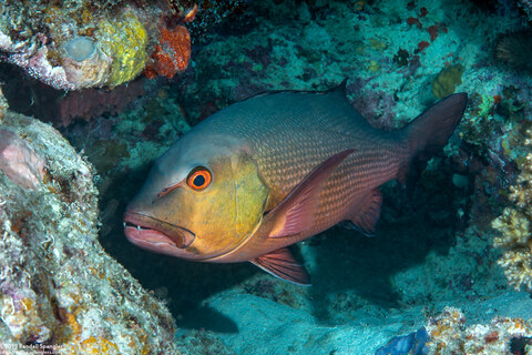 Lutjanus bohar (Red Snapper)