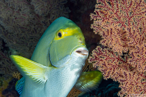 Acanthurus xanthopterus (Yellowfin Surgeonfish)
