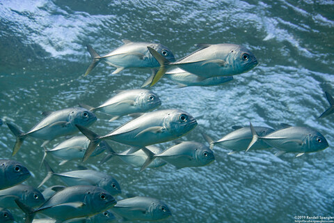 Caranx sexfasciatus (Bigeye Trevally)