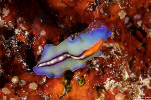 Pseudoceros liparus (Racing Stripe Flatworm)