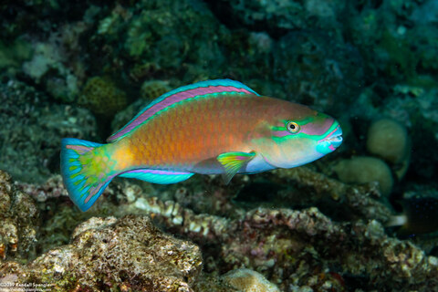 Chlorurus spilurus (Bullethead Parrotfish)