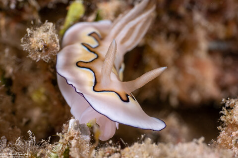 Goniobranchus coi (Co's Chromodoris)