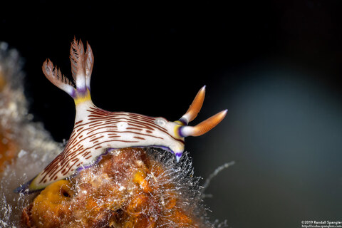 Nembrotha lineolata (Lined Nembrotha)