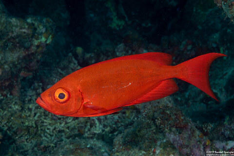 Priacanthus hamrur (Crescent-Tail Bigeye)
