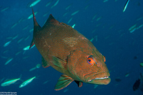 Plectropomus leopardus (Leopard Coral Grouper)