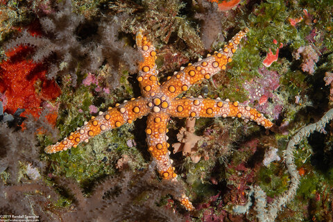 Gomophia sp.1 (Nippled Sea Star)