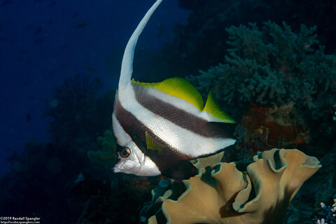 Heniochus diphreutes (Schooling Bannerfish)