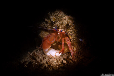 Pagurus retrorsimanus (Pagurus Retrorsimanus)