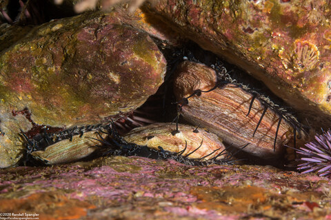 Haliotis rufescens (Red Abalone)