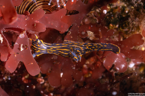 Polycera atra (Black Dorid)