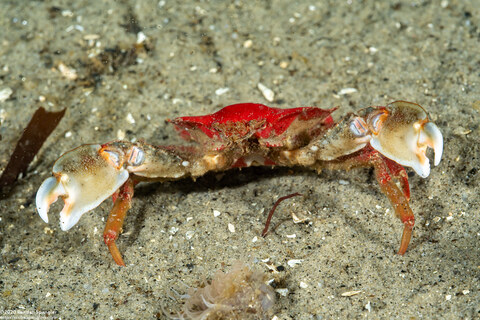Pugettia foliata (Foliate Kelp Crab)