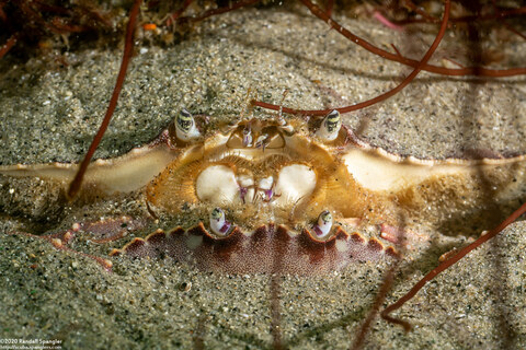 Metacarcinus gracilis (Graceful Crab)