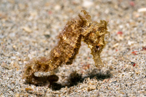 Hippocampus kuda (Common Seahorse)
