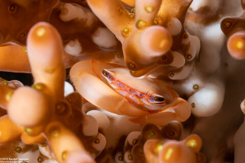 Tetralia cavimana (Coral Guard Crab)