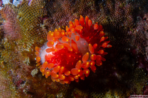 Limacia cockerelli (Cockerell's Dorid)