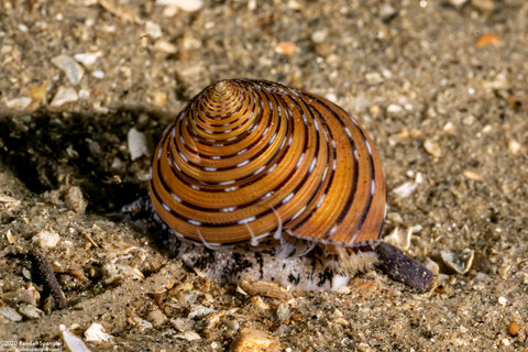 Calliostoma tricolor (Three-Colored Top Shell)