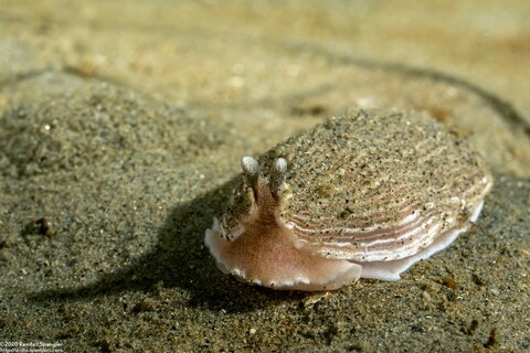 Armina californica (California Armina)