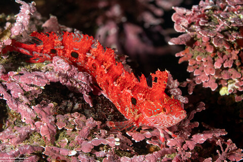 Gibbonsia montereyensis (Crevice Kelpfish)