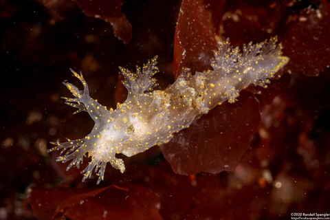 Dendronotus venustus (Branched Dendronotus)