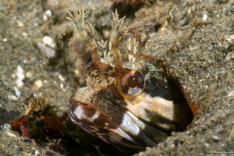Neoclinus uninotatus (Onespot Fringehead)