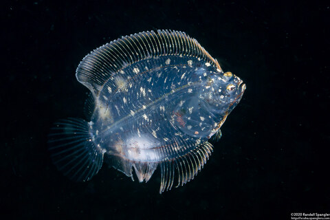 Family Bothidae (Larval Flounder)