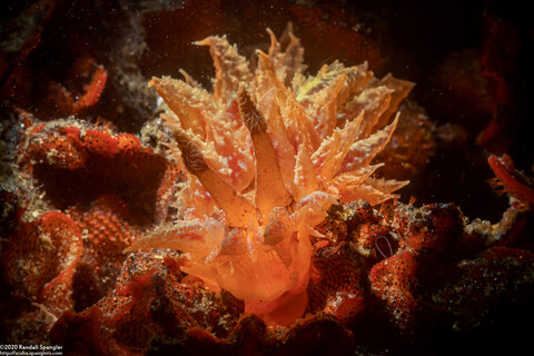 Dirona picta (Colorful Dirona)