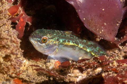 Hexagrammos stelleri (Whitespotted Greenling)