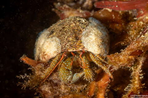 Pagurus granosimanus (Grainyhand Hermit Crab)