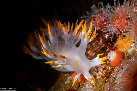 Dendronotus albus (White Dendronotus)