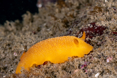 Doriopsilla albopunctata (White-Spotted Dorid)